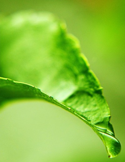 Nature Depth 6 Drop by guyfromczech