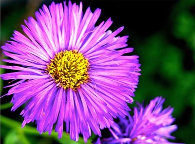 purple by SituationHeavy